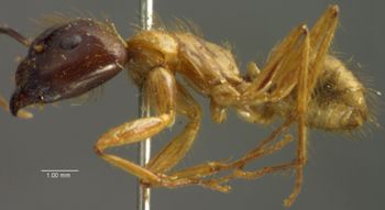 Media type: image; Entomology 21503   Aspect: habitus lateral view